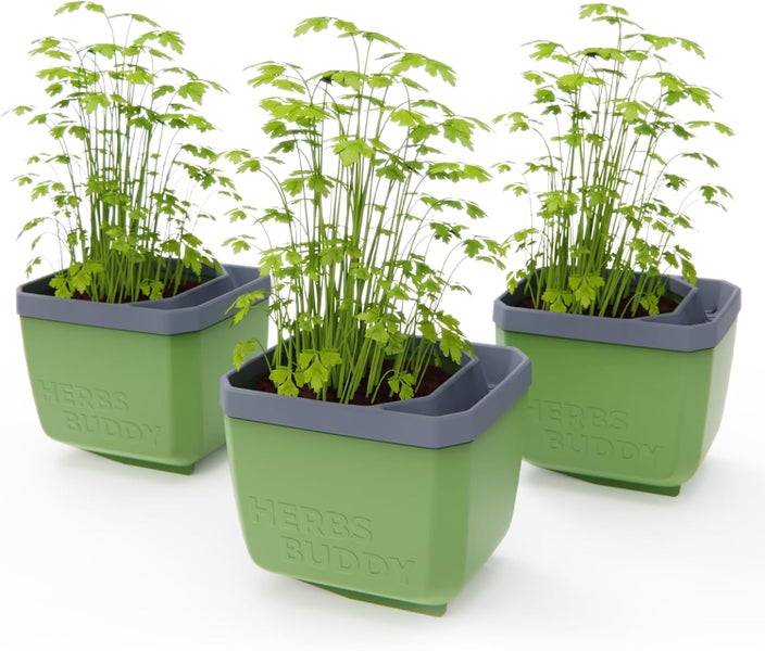 Drei grüne Kräutertöpfe mit Petersilie.