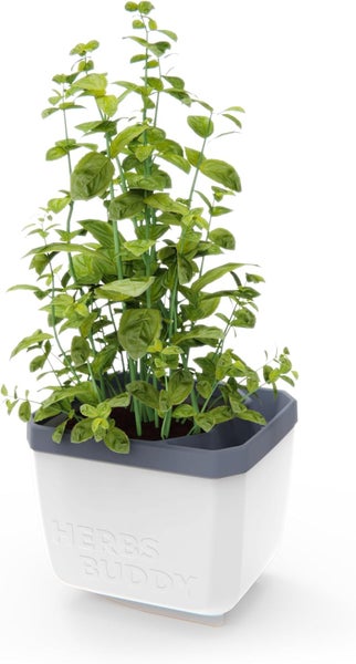 Basilikum in einem Kräutertopf