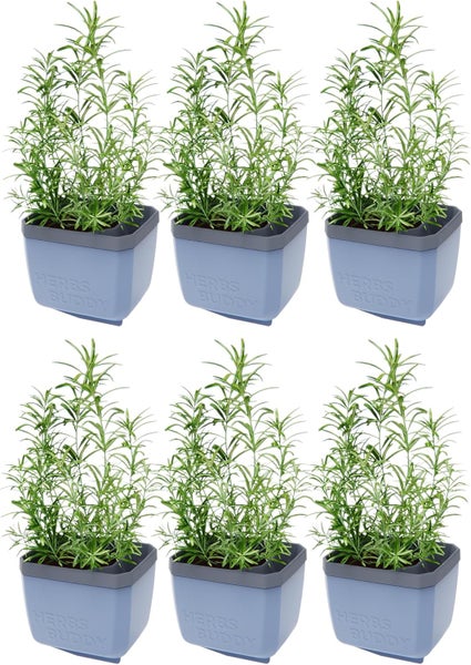 Sechs Rosmarinpflanzen in blauen Kräutertöpfen