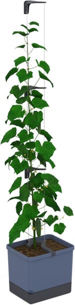 Gurkenpflanze mit Rankhilfe im Pflanzkasten