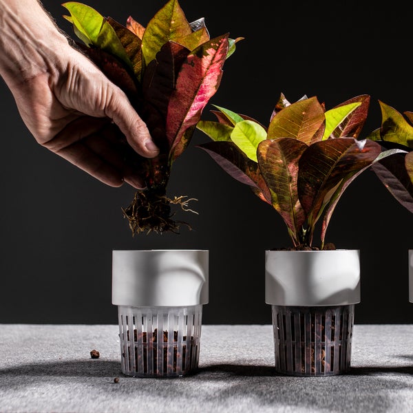 Einpflanzen von Krotone in einen weißen Topf.