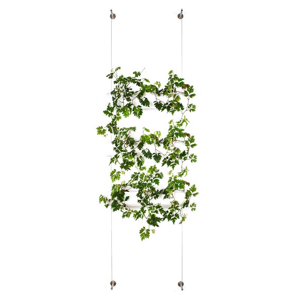 Kletterhilfe mit Pflanzen an Stahlseilen vor einer Wand