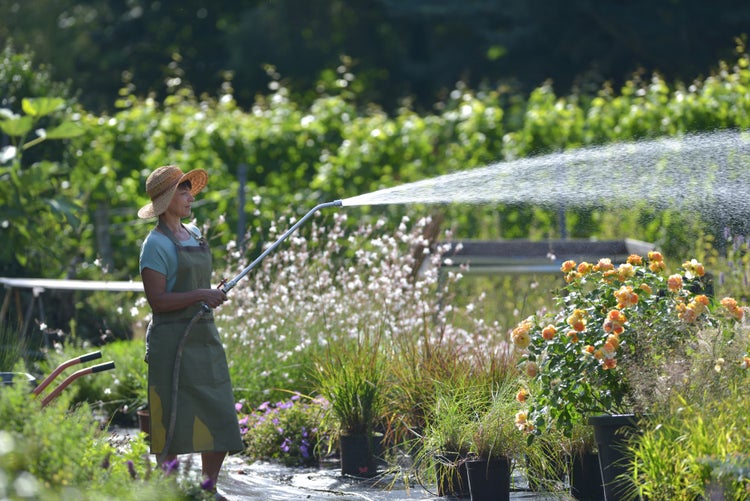 Frau gießt Pflanzen mit einem Bewässerungsstab im Garten.