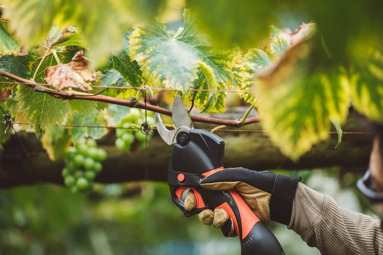 Person schneidet Weintrauben mit einer elektronischen Gartenschere