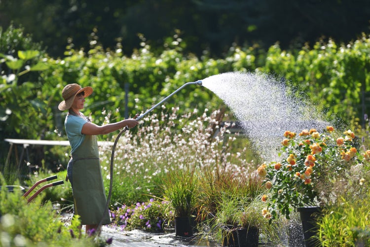 Eine Frau mit Hut bewässert Pflanzen mit einem Gartenschlauch im Garten.