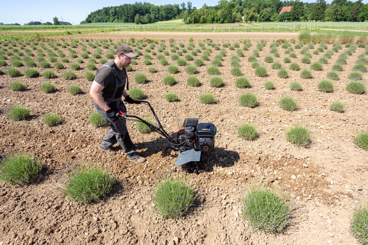 Ein Mann bedient eine Motorhacke auf einem Feld zwischen Reihen von kleinen grünen Pflanzen.