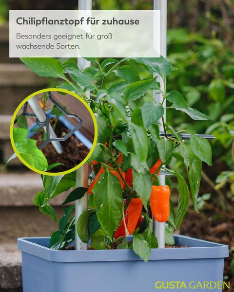 Chilipflanze im Pflanztopf mit Rankhilfe im Garten
