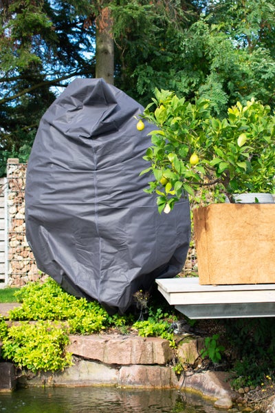Eine wetterfeste Pflanzenschutzhülle für den Garten schützt eine Pflanze im Hintergrund, daneben steht ein Zitronenbaum im Pflanzkübel.