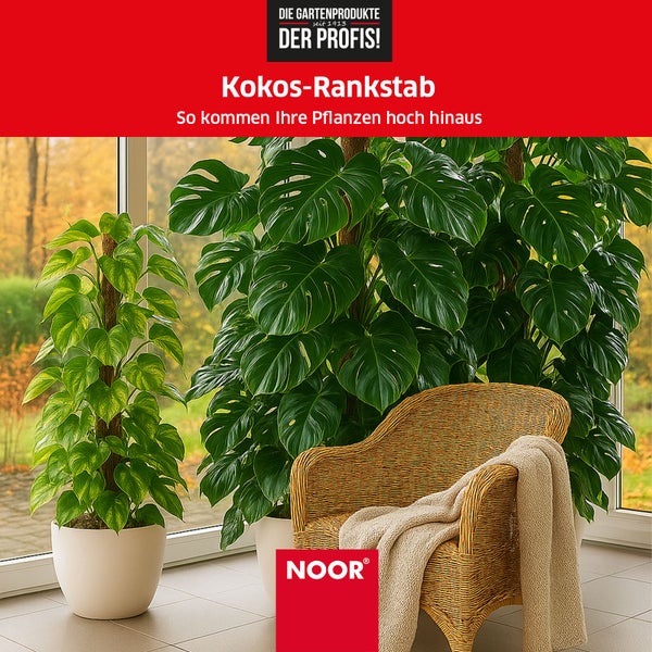 Kokos-Rankstab - Ø 7 cm x 180 cm - verlängerbare Rankhilfe mit Holzstiel - 100 % Naturmaterial - stabile Kletterhilfe für Pflanzen, dekorativ & nachhaltig