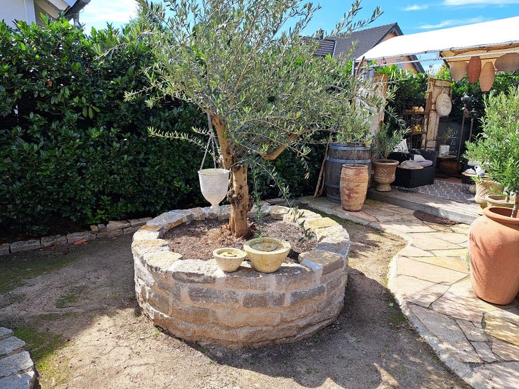 Olivenbaum in einem runden Natursteinbeet in einem Garten mit Terrasse, Steingefäßen und Hecken im Hintergrund.