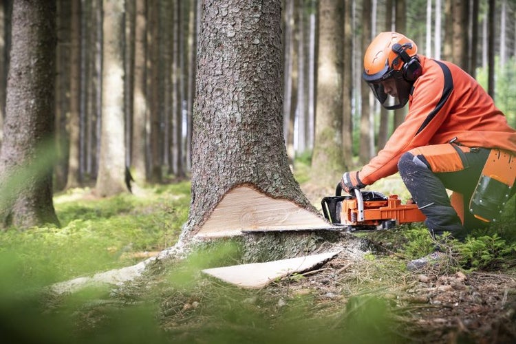 Forstarbeiter mit Kettensäge beim Baumfällen im Wald.
