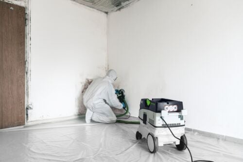 Mangoldpflanzen im Gemüsebeet