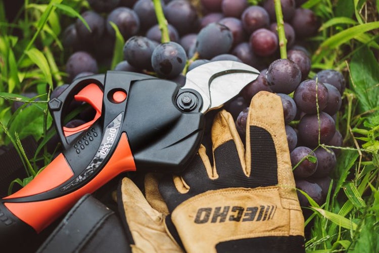 Weinlese-Szene mit Trauben, Gartenschere und Handschuhen für den sicheren Rebschnitt.