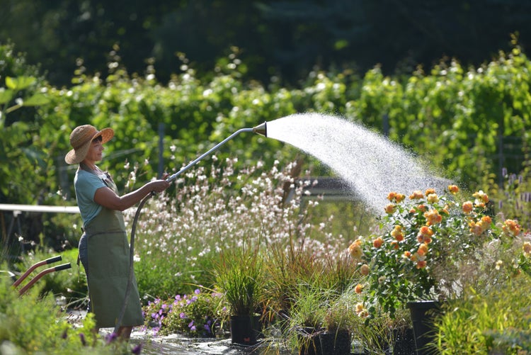 Eine Frau mit Hut bewässert Pflanzen mit einem Gartenschlauch im Garten.
