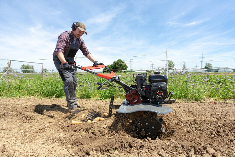 Mann bedient eine AL-KO Motorhacke mit Kartoffelrodepflug auf einem Feld zur Kartoffelernte.