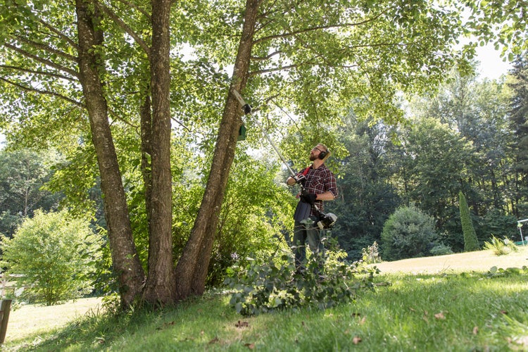 Ein Mann mit Schutzkleidung schneidet mit einem Benzin Hochentaster Äste von einem Baum in einem sonnigen Garten.