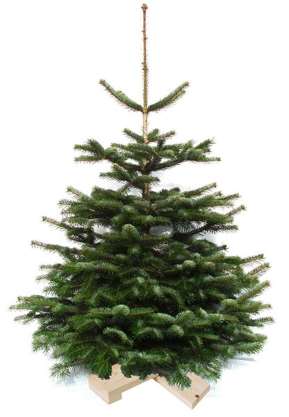 Nordmanntanne im Holzständer