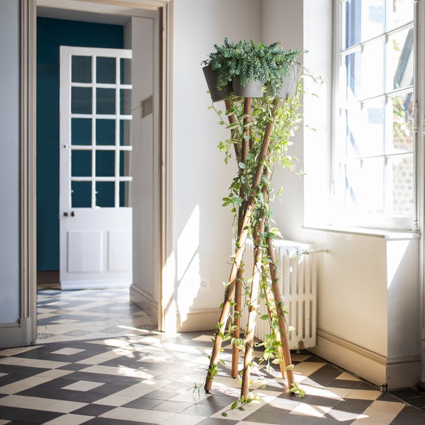 Dekorative Zimmerpflanze auf einem Pflanzenständer in einem hellen Raum.