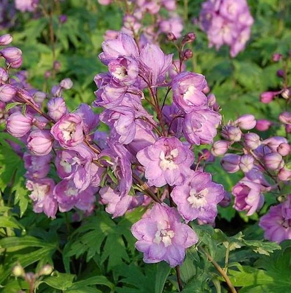 Rittersporn mit lila Blüten im Gartenbeet