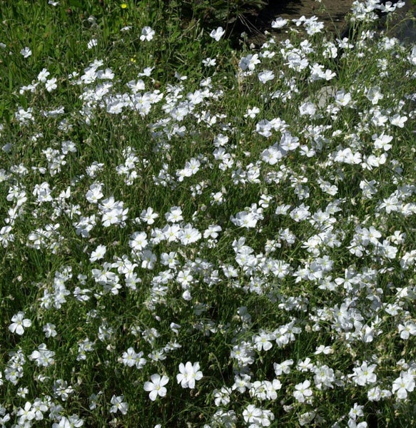 Vielblütiges Leinkraut mit weißen Blüten