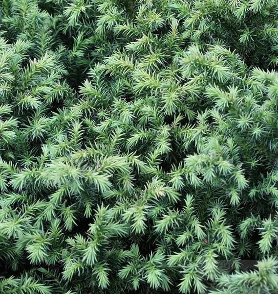 Detailaufnahme eines immergrünen Wacholders