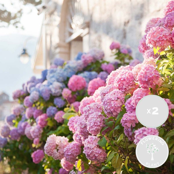 3x Hydrangea Macrophylla Mix – Hydrangea – Strauch – Winterheart – ⌀14 cm – ↕30-40 cm