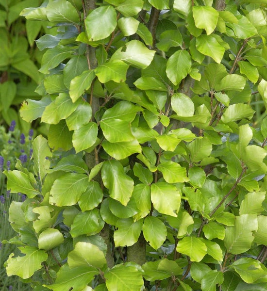 Nahaufnahme einer Hainbuche mit frischen grünen Blättern.