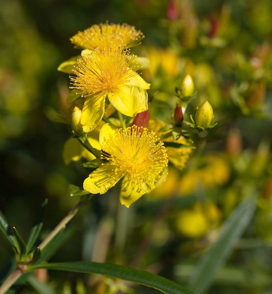 Johanniskraut Pflanze mit gelben Blüten