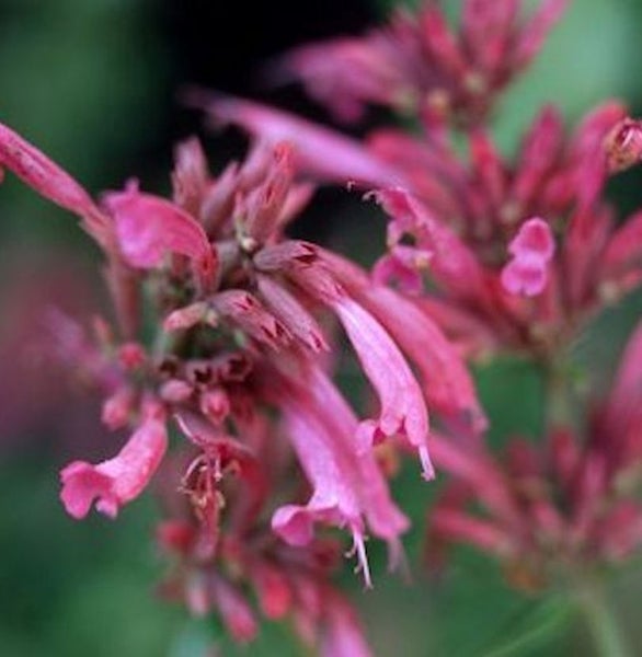 Nahaufnahme von rosafarbenen Zierpflanzen