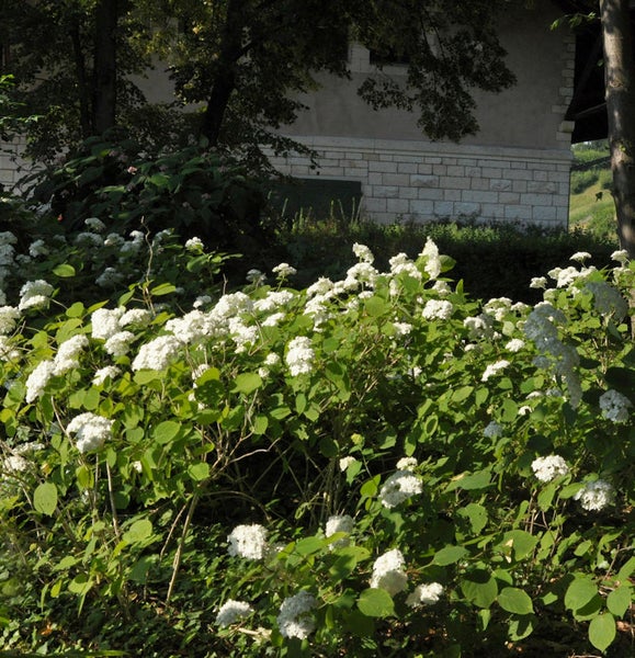 Szene mit einer Hortensie im Garten vor einem Gebäude