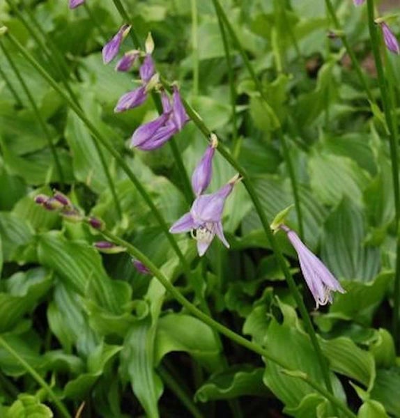 Funkien mit lila Blüten und grünen Blättern.