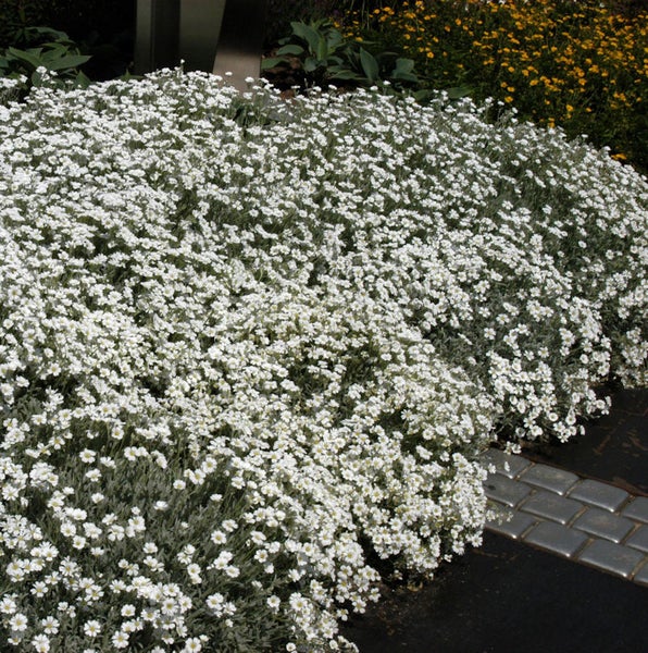 Teppich-Hornkraut mit kleinen weissen Blüten im Garten