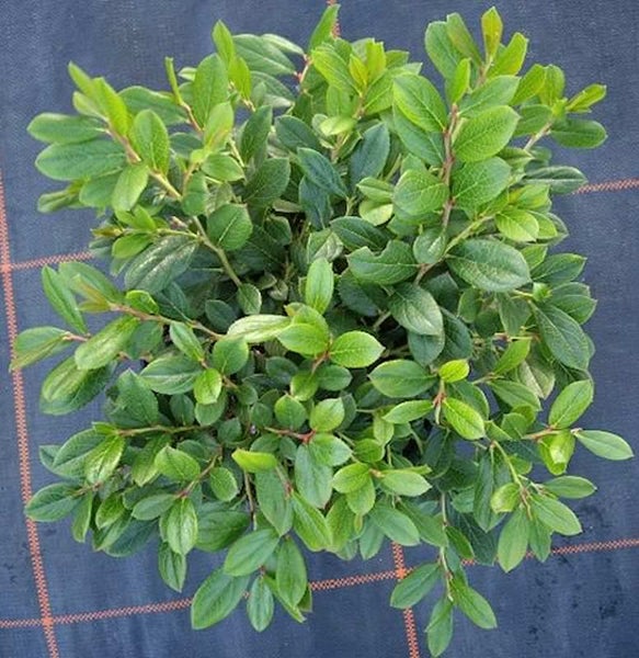 Im Bild ist eine Zwergmispel-Pflanze zu sehen.