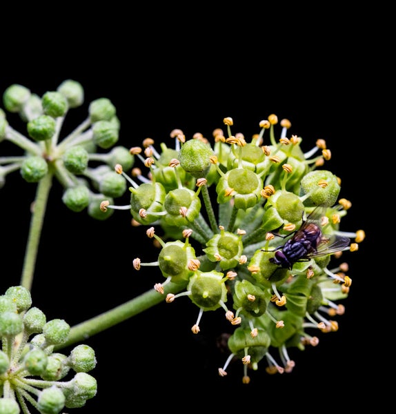 Nahaufnahme von Efeublüten mit einer Fliege
