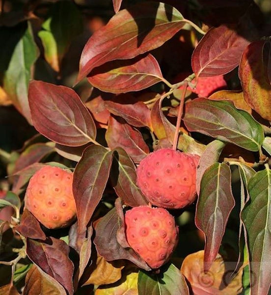 Blätter und Früchte der Blumenhartriegel