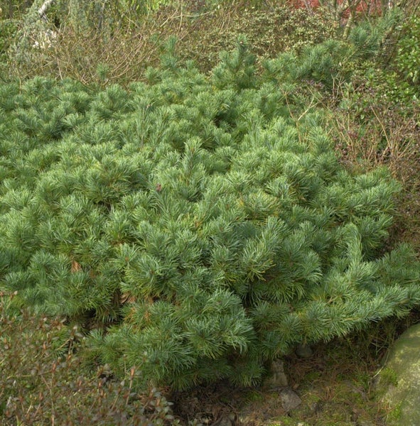Kieferbusch im Außenbereich
