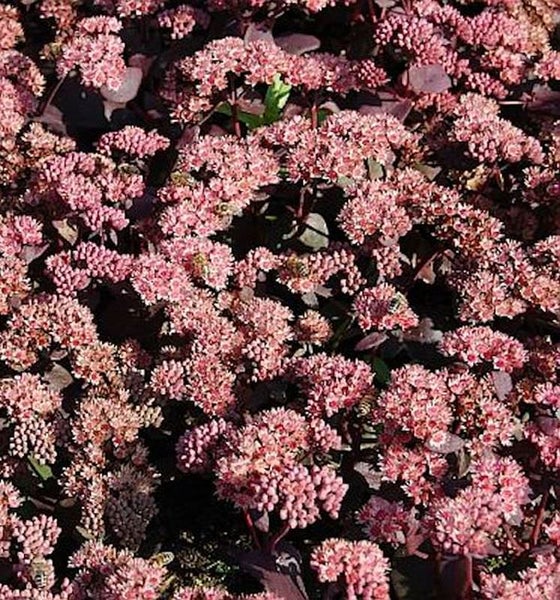 Nahaufnahme einer Fetthenne mit Blüten