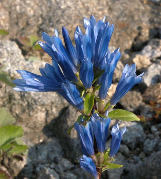 Enzianblüte mit blauen Blütenblättern