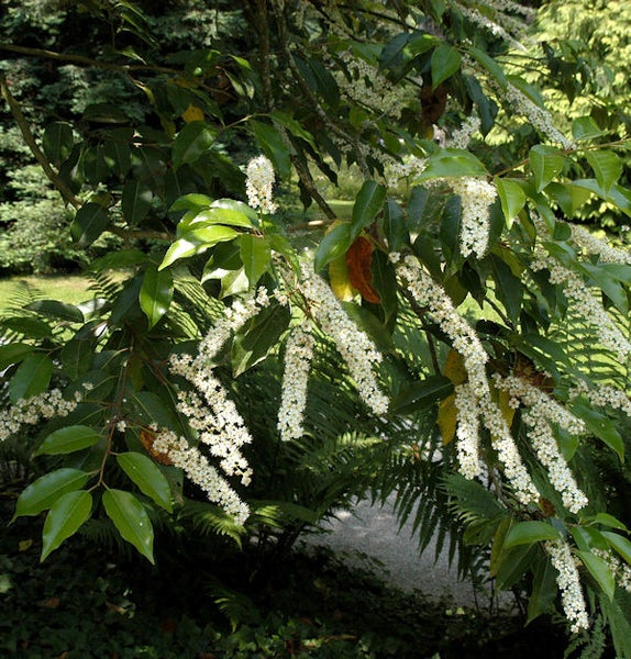 Blühender Kirschlorbeerbaum mit grünen Blättern und weißen Blüten