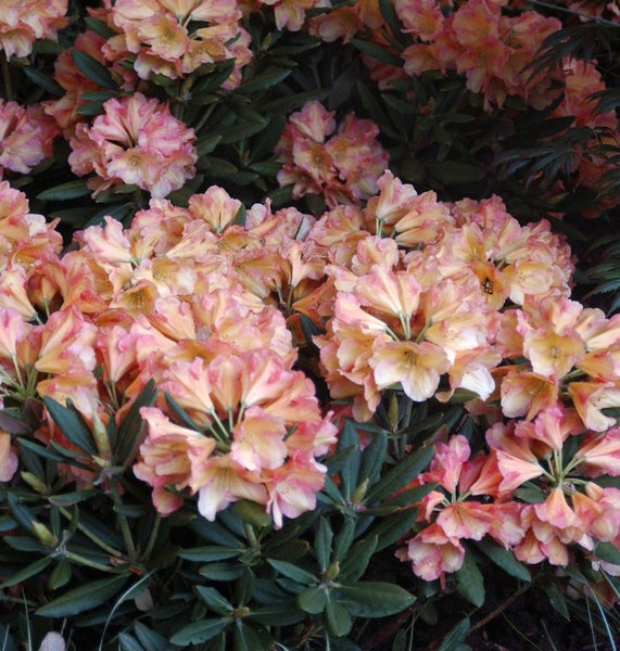 Nahaufnahme einer Rhododendron Pflanze mit Blüten