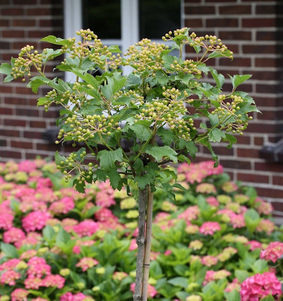 Dekorativer Schneeballhochstamm im Gartenbeet