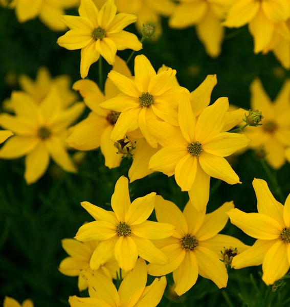 Nahaufnahme von Coreopsis-Blüten