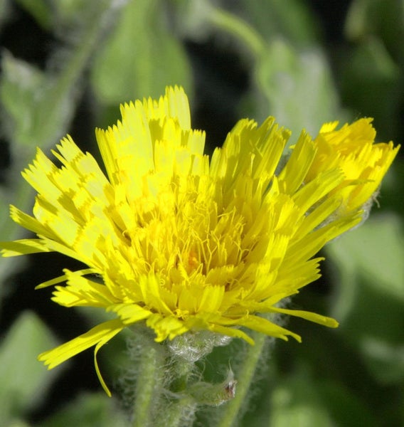 Gelbe blühende Wiesen-Pippau Pflanze