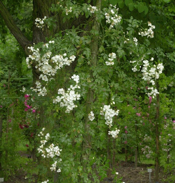 Kletterrose, die an einem Baumstamm emporwächst