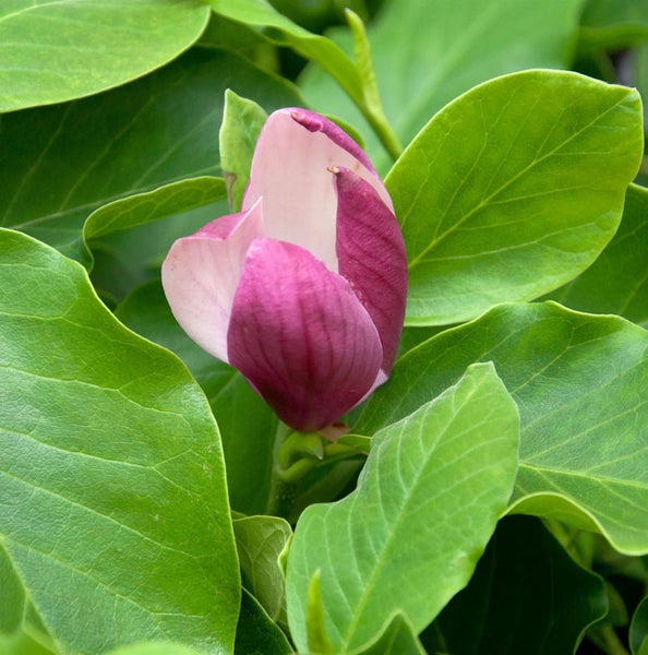 Nahaufnahme einer Magnolienblüte zwischen grünen Blättern