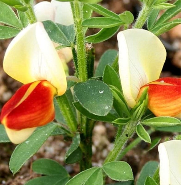 Blütenstand der Lotus corniculatus Pflanze mit Blättern