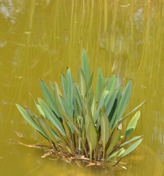 Pflanze im Teich mit langen, grünen Blättern.