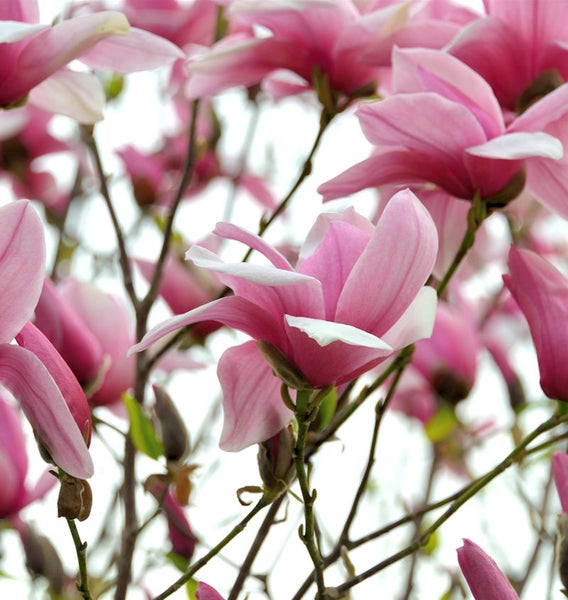 Nahaufnahme von rosa Magnolienblüten