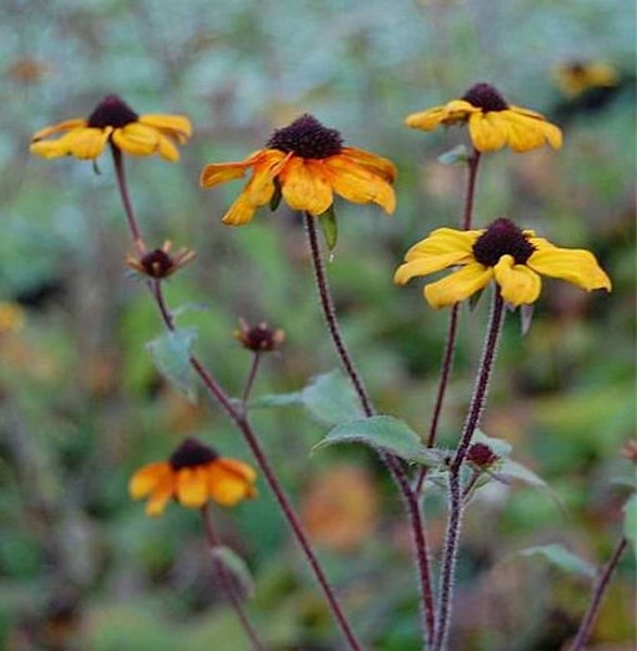 Gelbe Rudbeckia Blumen mit dunklen Zentren im Garten