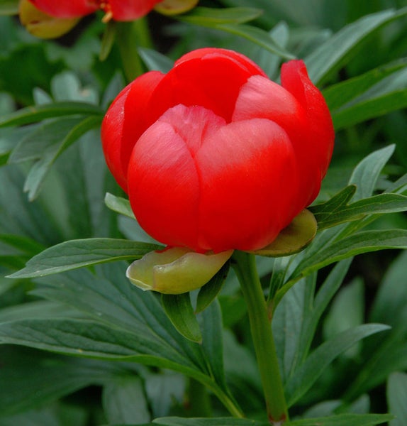 Nahaufnahme einer roten Pfingstrose im Garten
